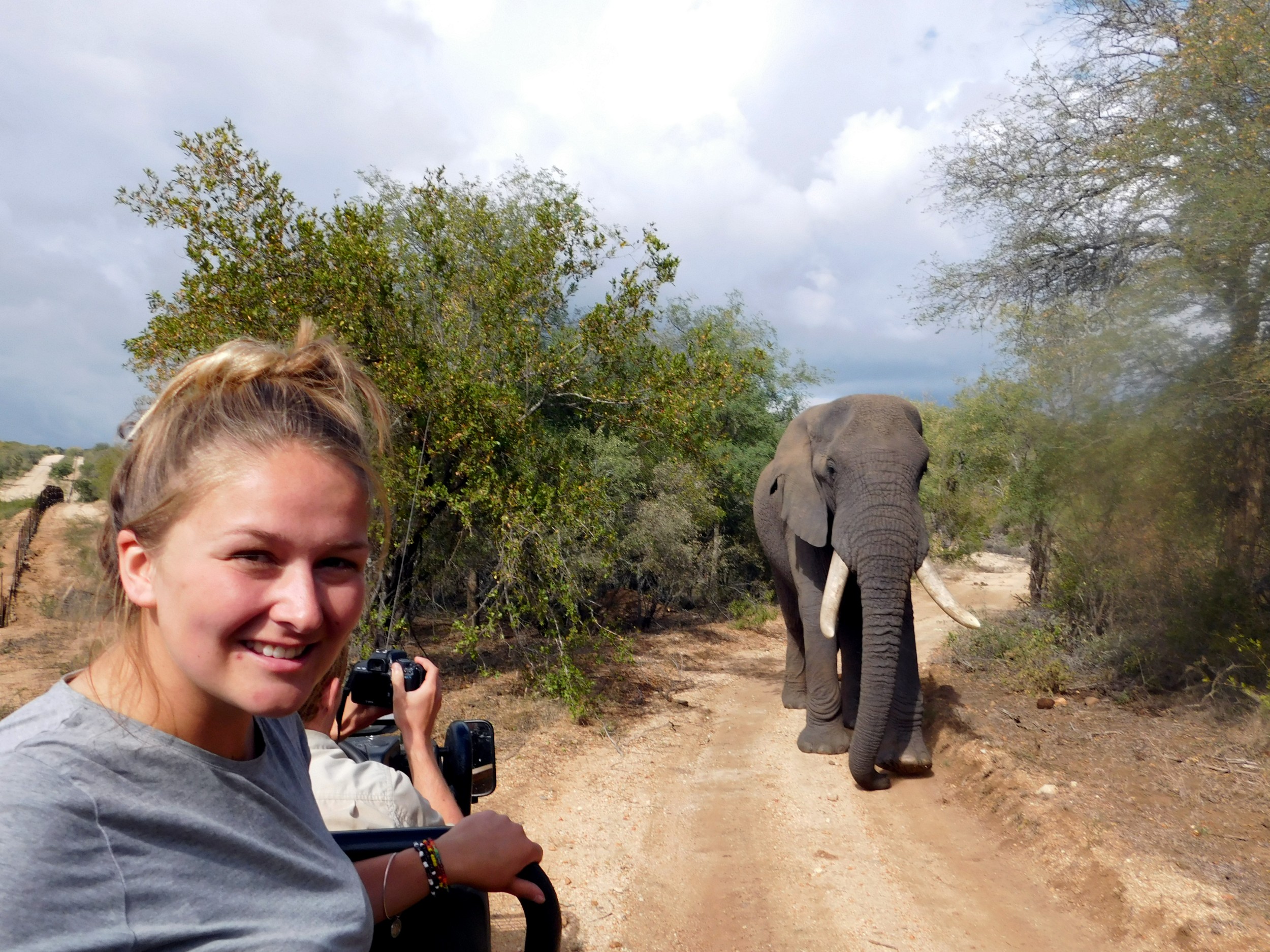 Treffen mit einem Elefanten während der Safari Expedition