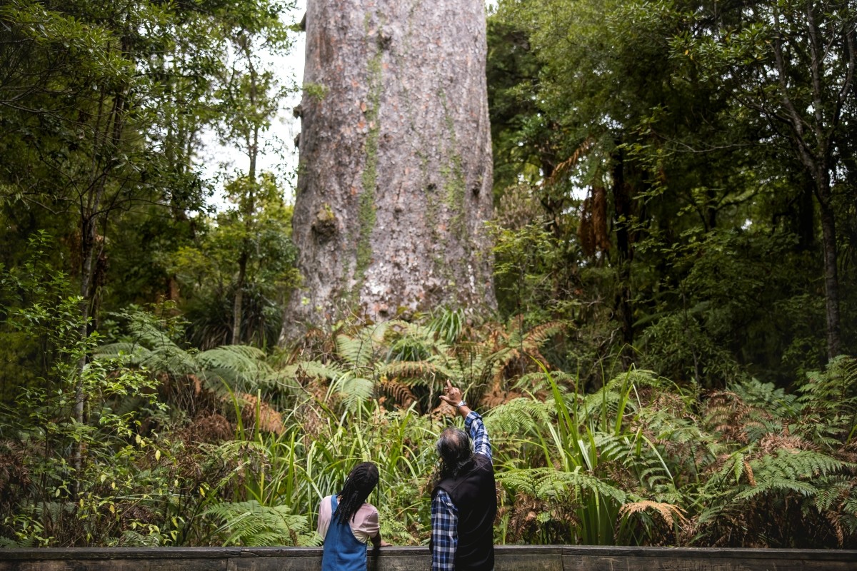 Kauri-Bäumen in Waipoua Forest