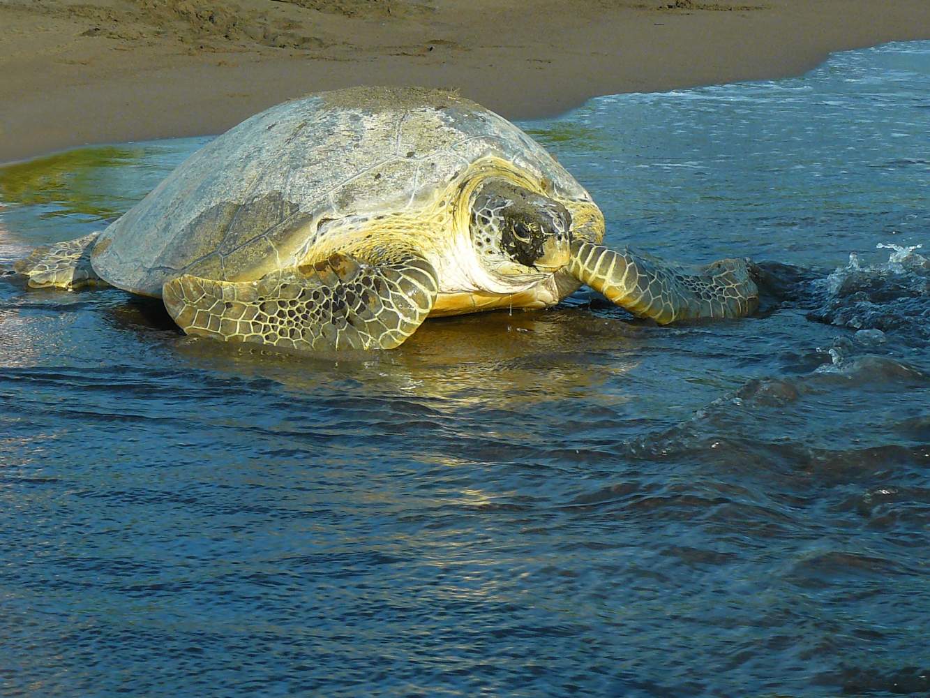 Schildkröte am Strand von Tortuguero, Costa Rica