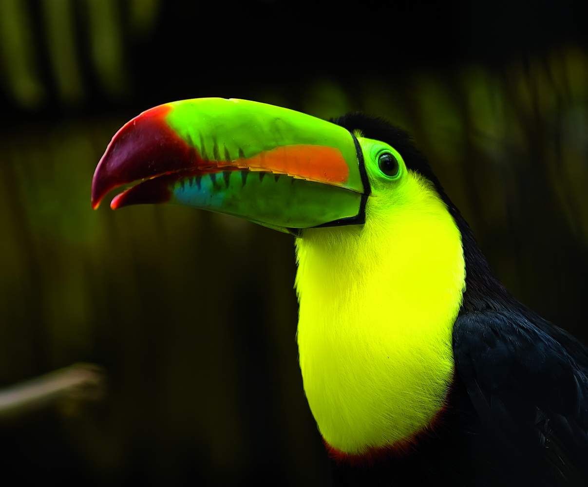Tucan in Costa Rica, zu entdecken auf unserer deluxe Erlebnisreise 