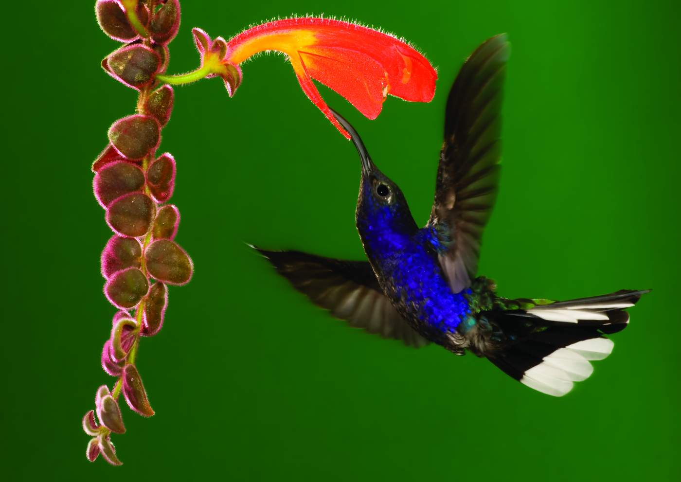 Kolibri in Costa Rica