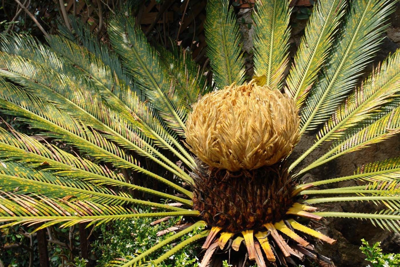 Palme in Guatemala Palme in Guatemala